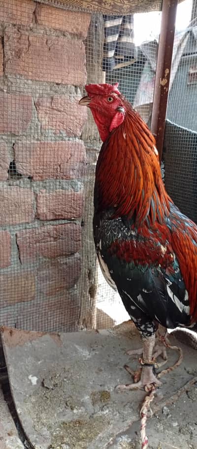 full action and breeding male and pair