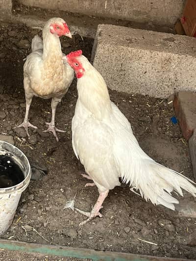 pepar white aseel pure pepar white no shade