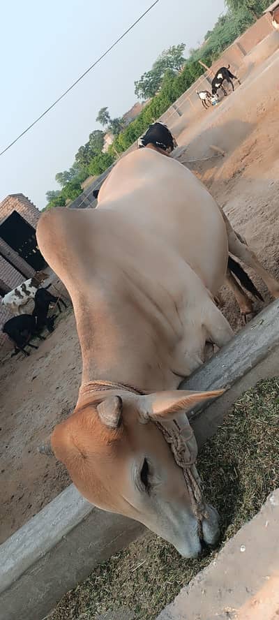 Bull for sale