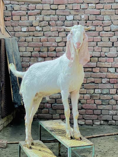 donda bakra white