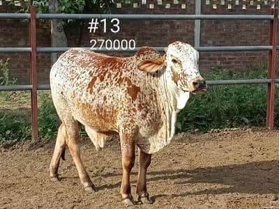 QURBANI K BULL COW WACHA FOR SALE 03104594900/ 03246604270