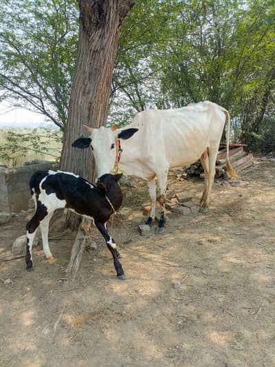 cow with baby