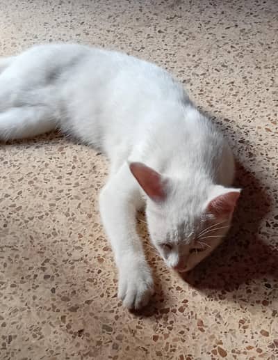 Cat For Sale