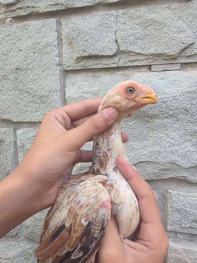 Indian parrot beak chiks /long tail aseel/ chicks/ Parrotbeak hen/چوزے