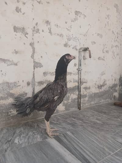 salati murgi
