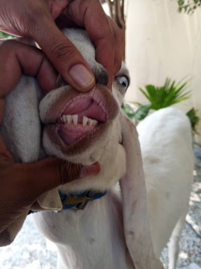 Qurbani kye khubsurat path for sale, demand 75000