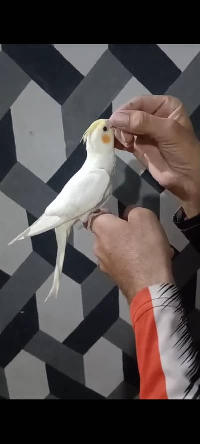 cocktail,love birds, Java,Raw, ring neck budgies and, goldians.
