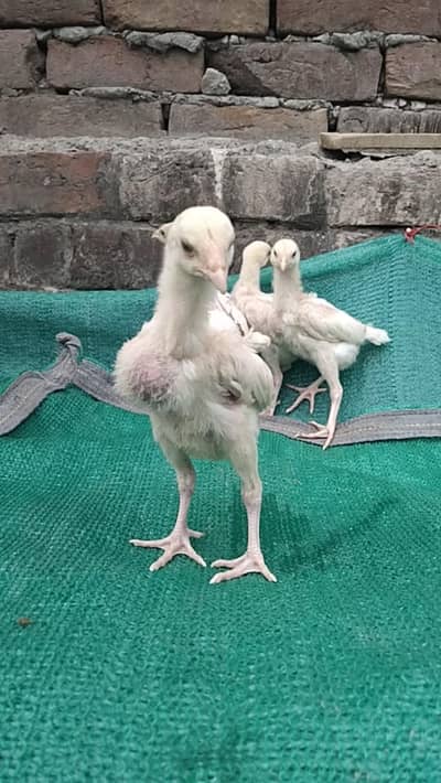 paper white heera chicks