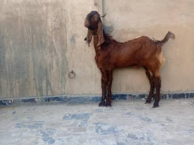 2 dant Bakra