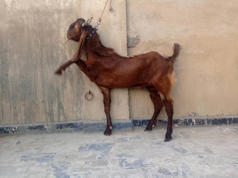 2 dant Bakra 1