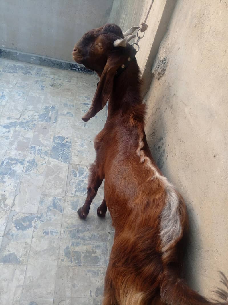 2 dant Bakra 2
