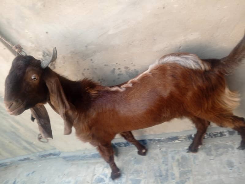 2 dant Bakra 3