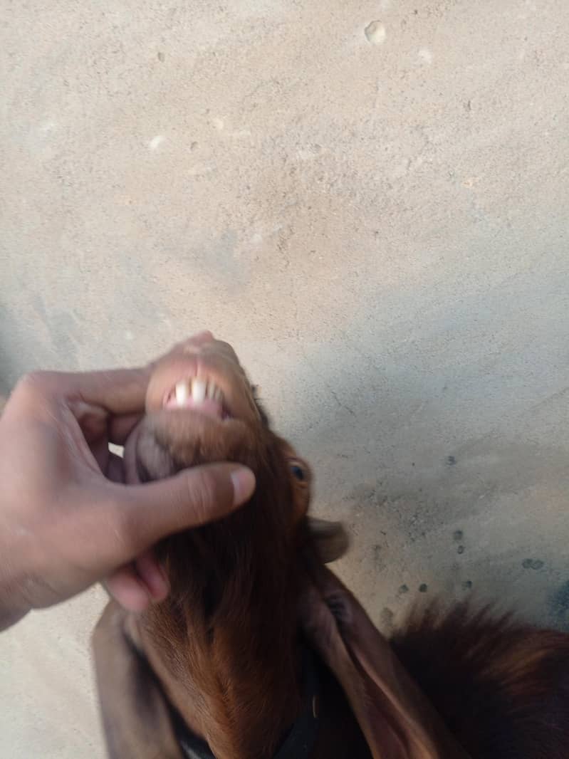 2 dant Bakra 4