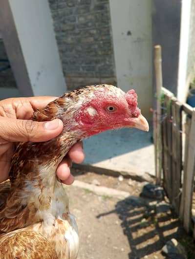 aseel hen for sell