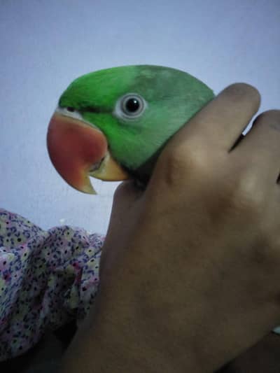 Beautiful parrot