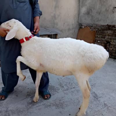 turkey Dumby ( جوڑا) for qurbani