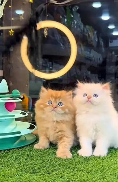 persian kittens