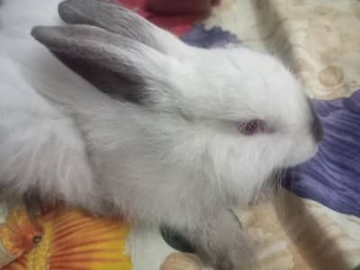 Cute white baby bunny for sale