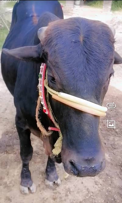 Bachra for qurbani 2026