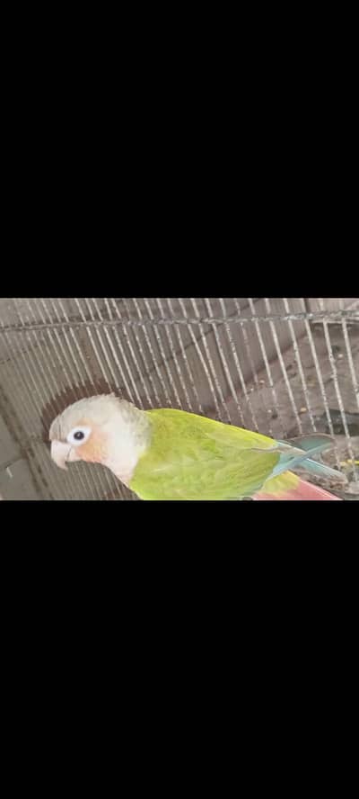 Green Chick conuire