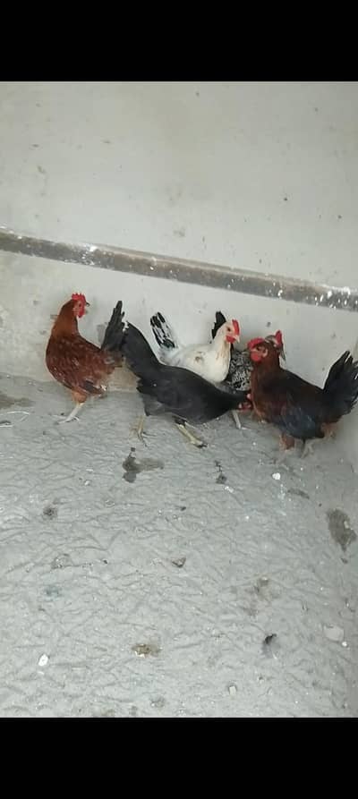 03287785528 parrots with cage and Desi murge