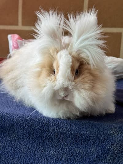 Rare Odd Eyed Teddy Bear Dwarf Bunny | Fluffy and Healthy for sale
