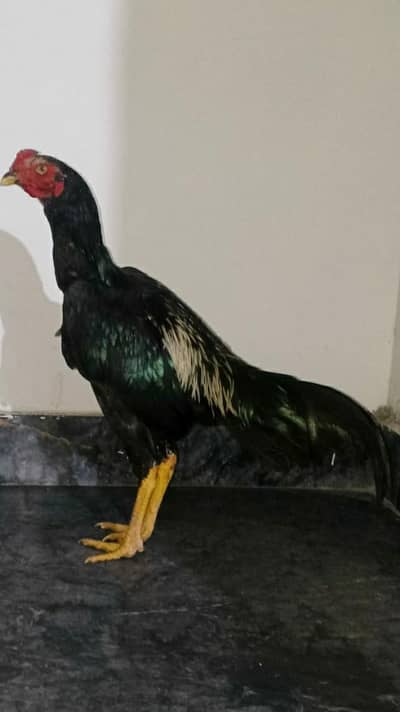 Healthy aseel hen for sale