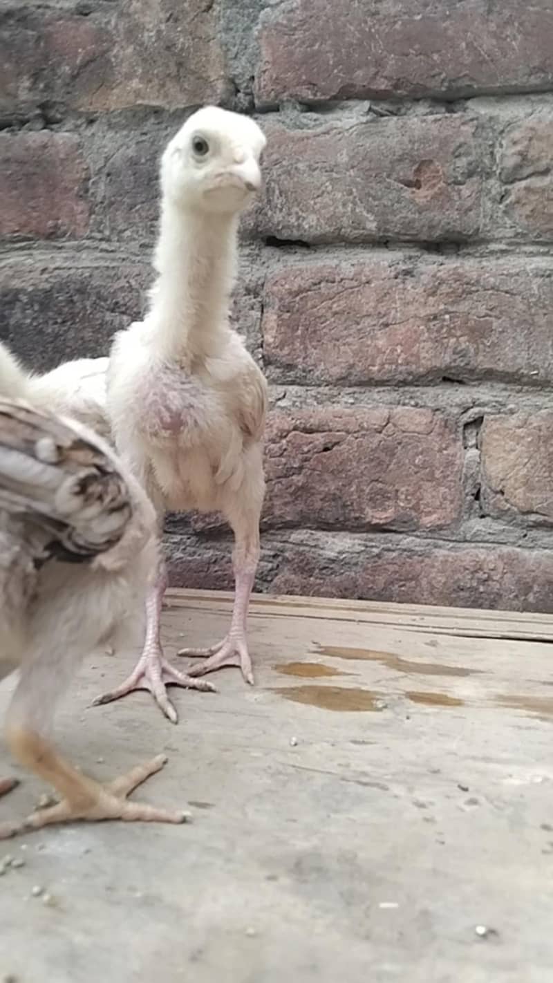Sindhi chicks 0