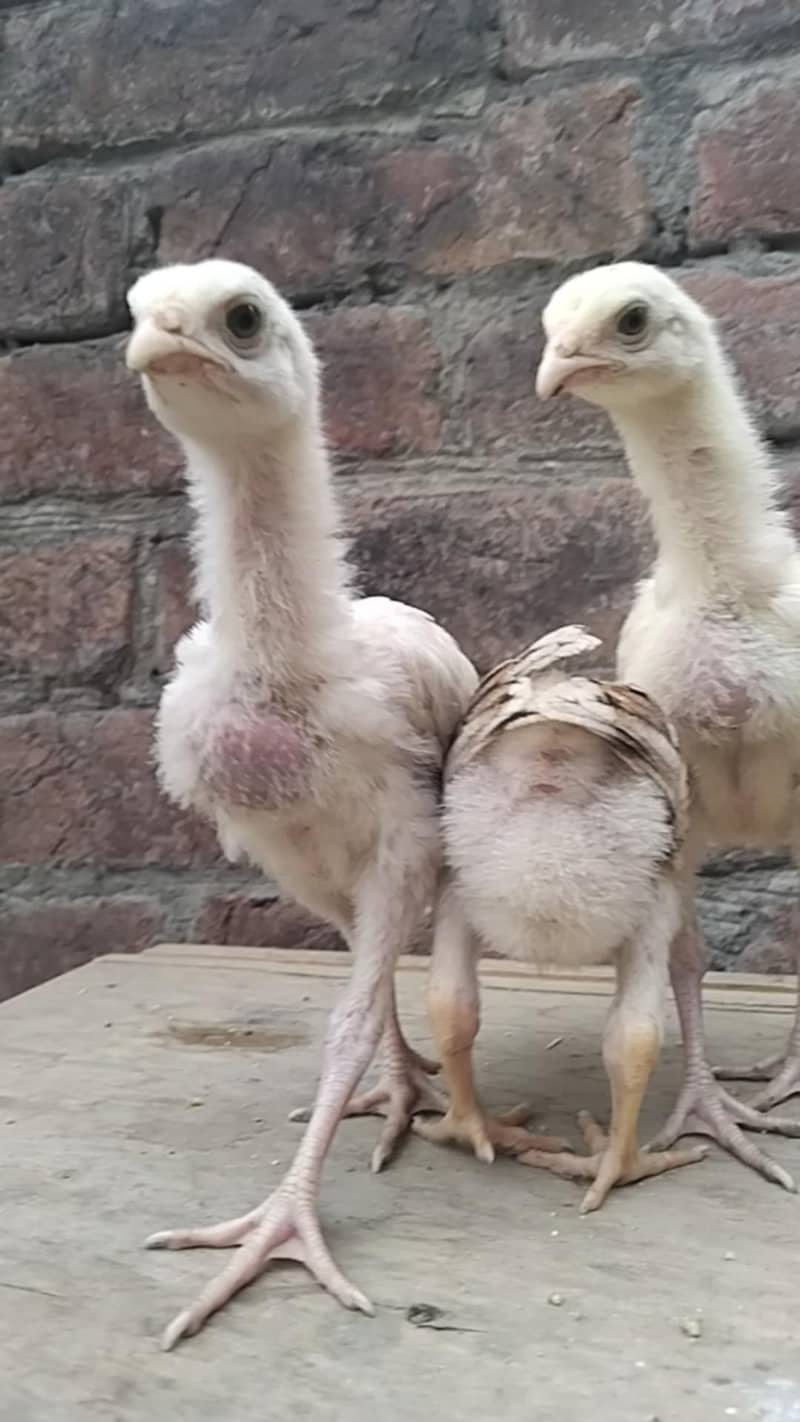 Sindhi chicks 1