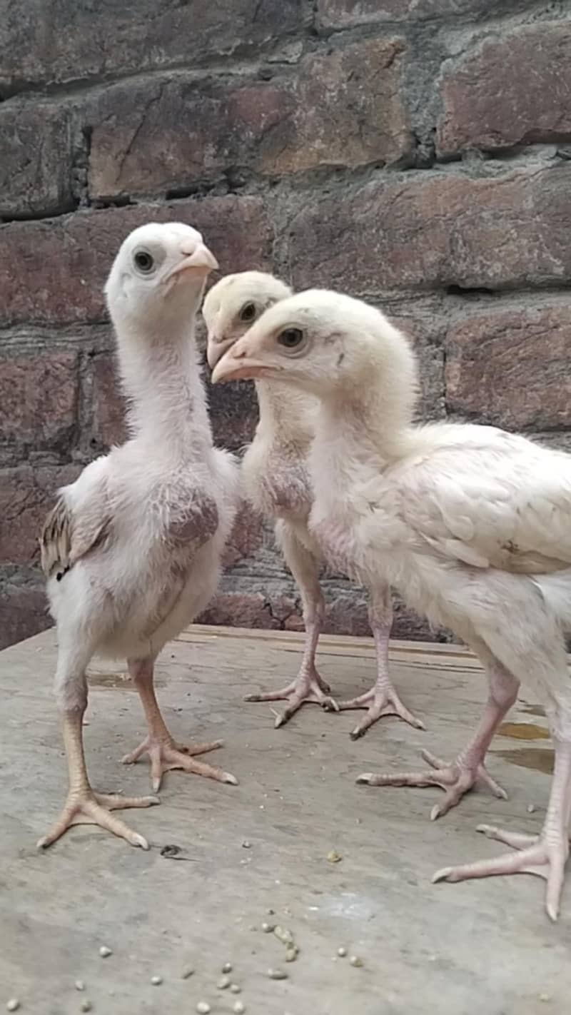 Sindhi chicks 2