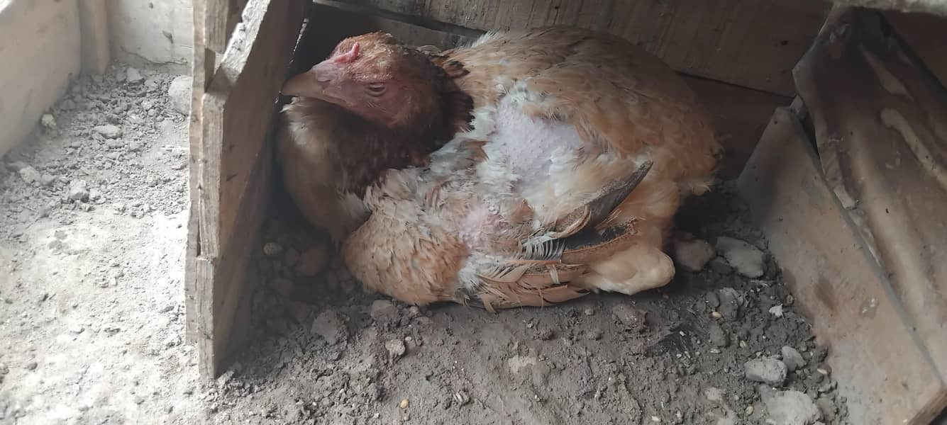 Sindhi chicks 3