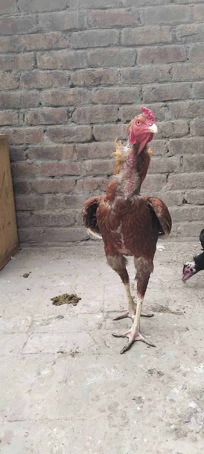 Sindhi chicks 4