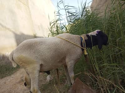 sheep for sale