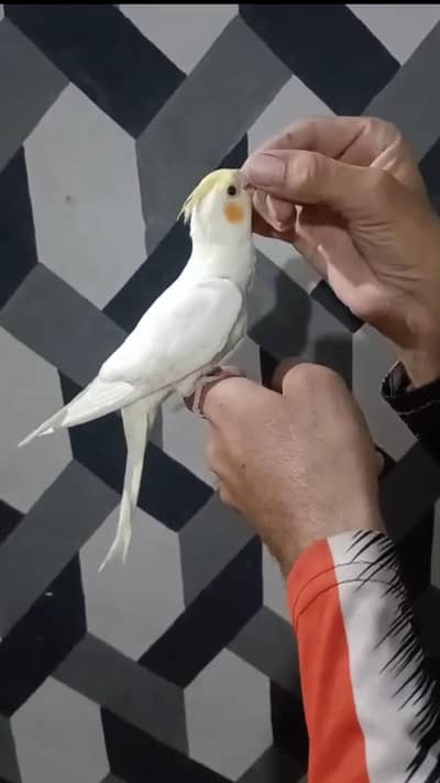 cocktail,love birds, Java,Raw, ring neck budgies and, goldians.