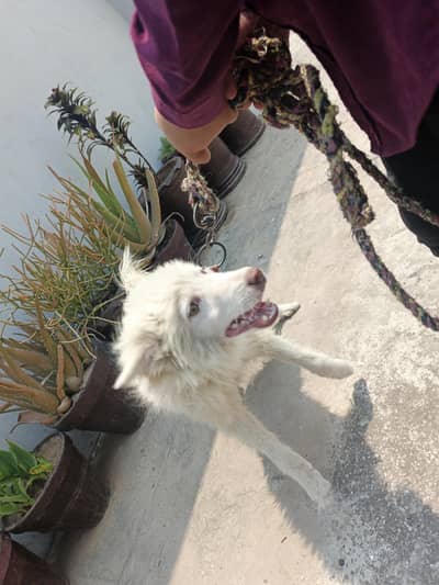 russian pupply for sale