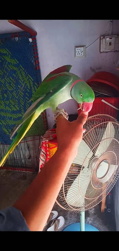 hand tame Raw Male. . . . 03170377493