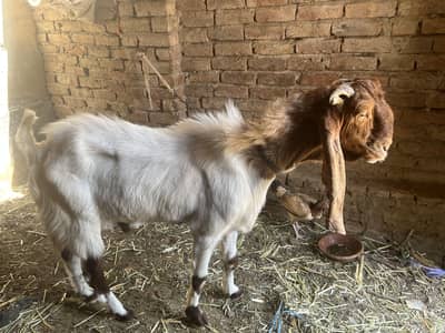 4 Dant Qurbani Bakra