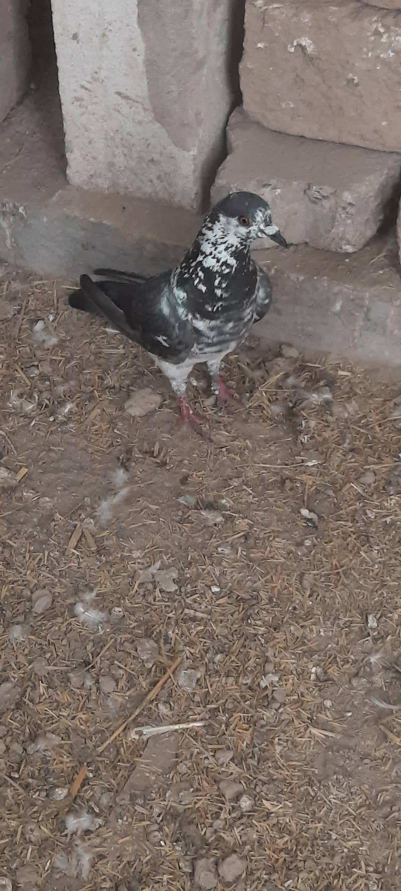 pigeon 0