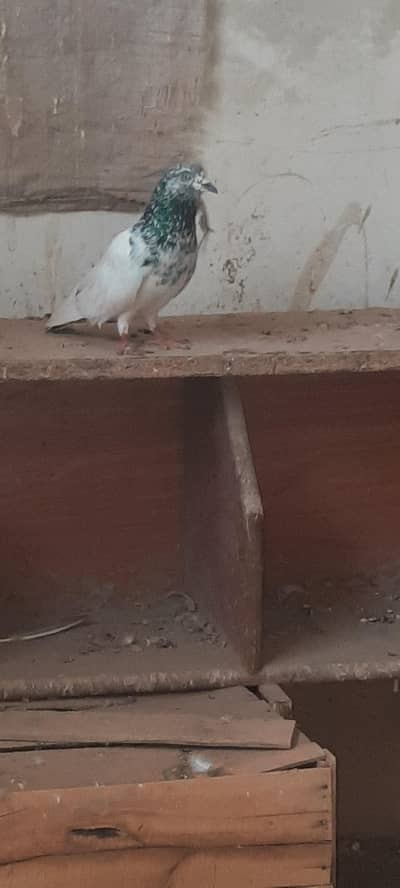 pigeon