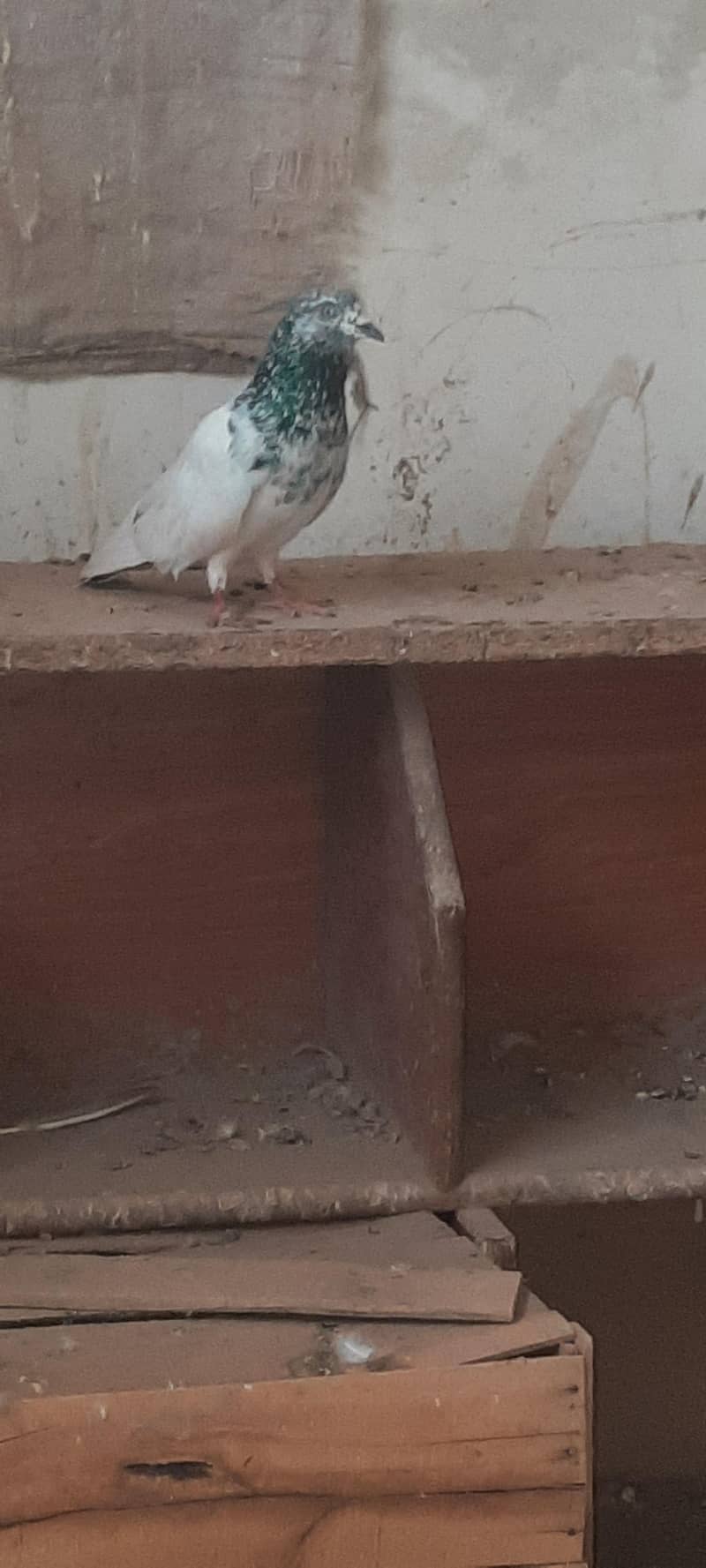 pigeon 1