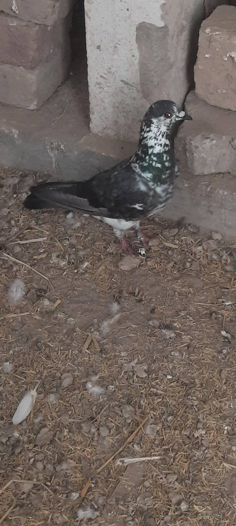 pigeon 2