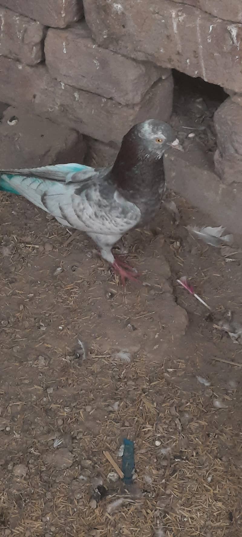 pigeon 3