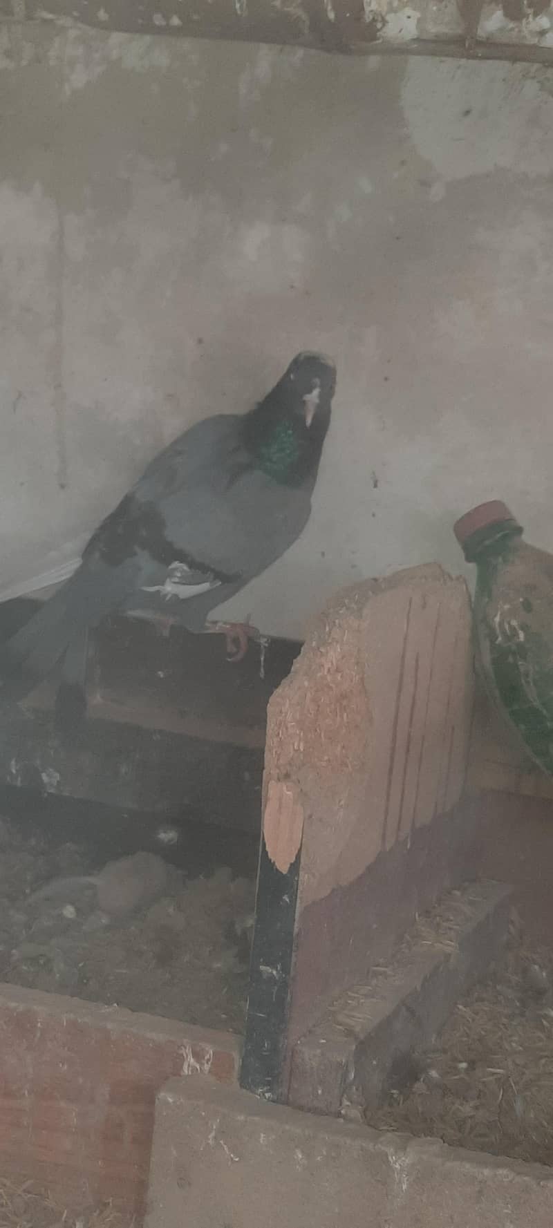pigeon 4