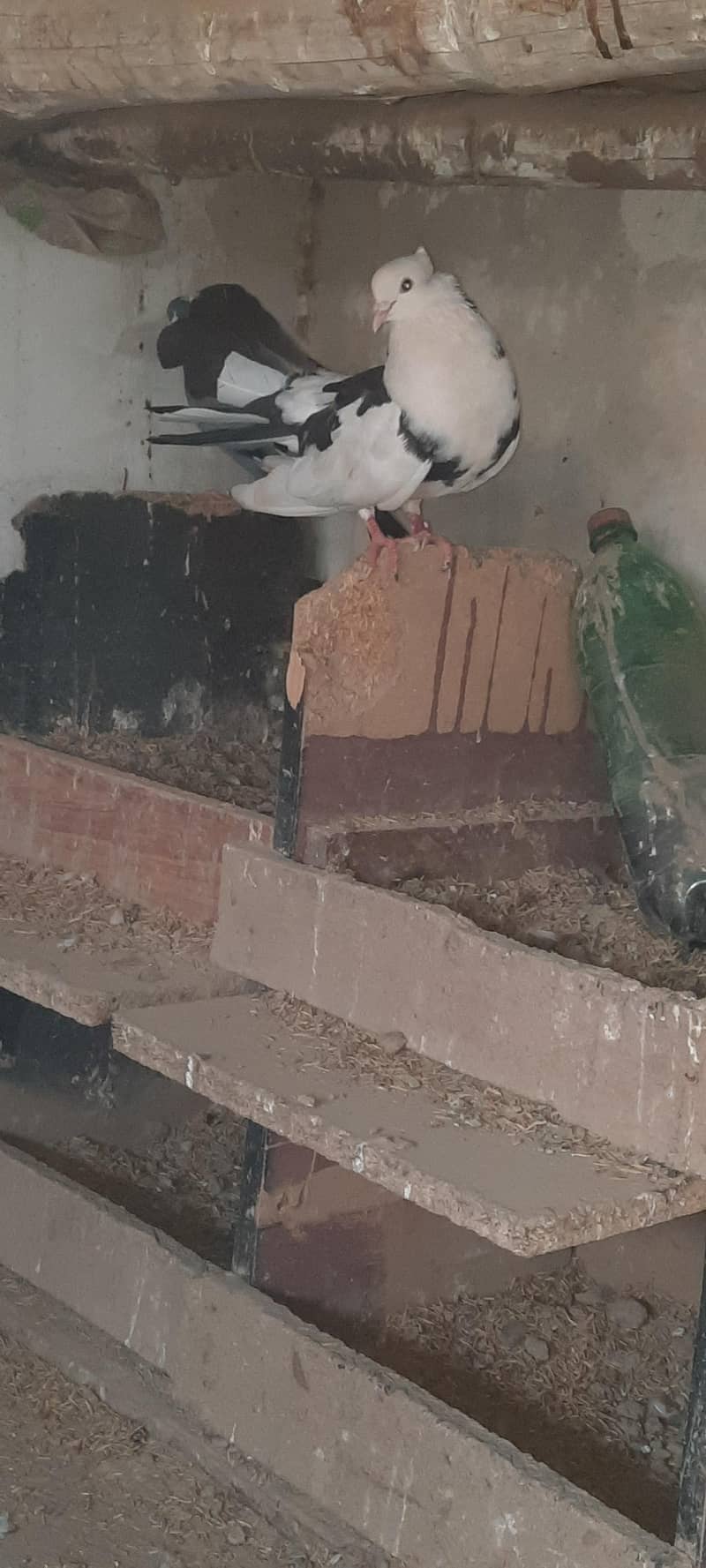 pigeon 5