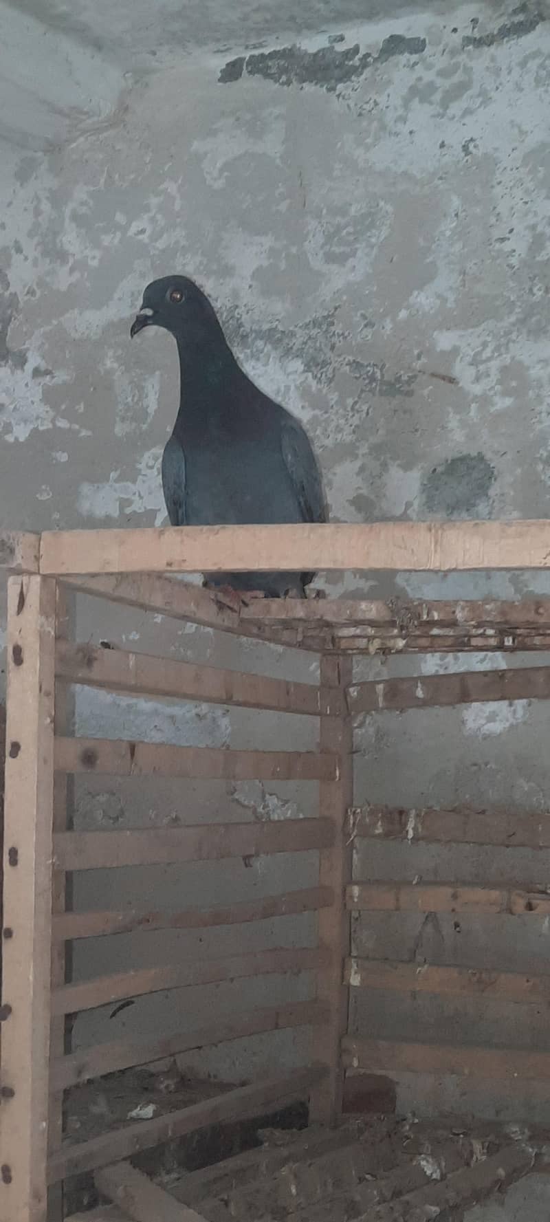 pigeon 6