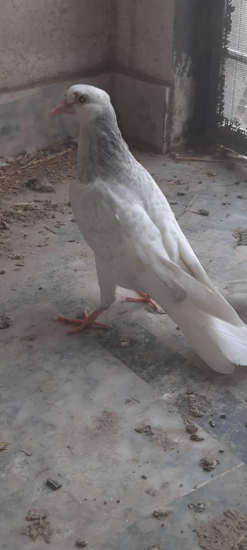 pigeon 7