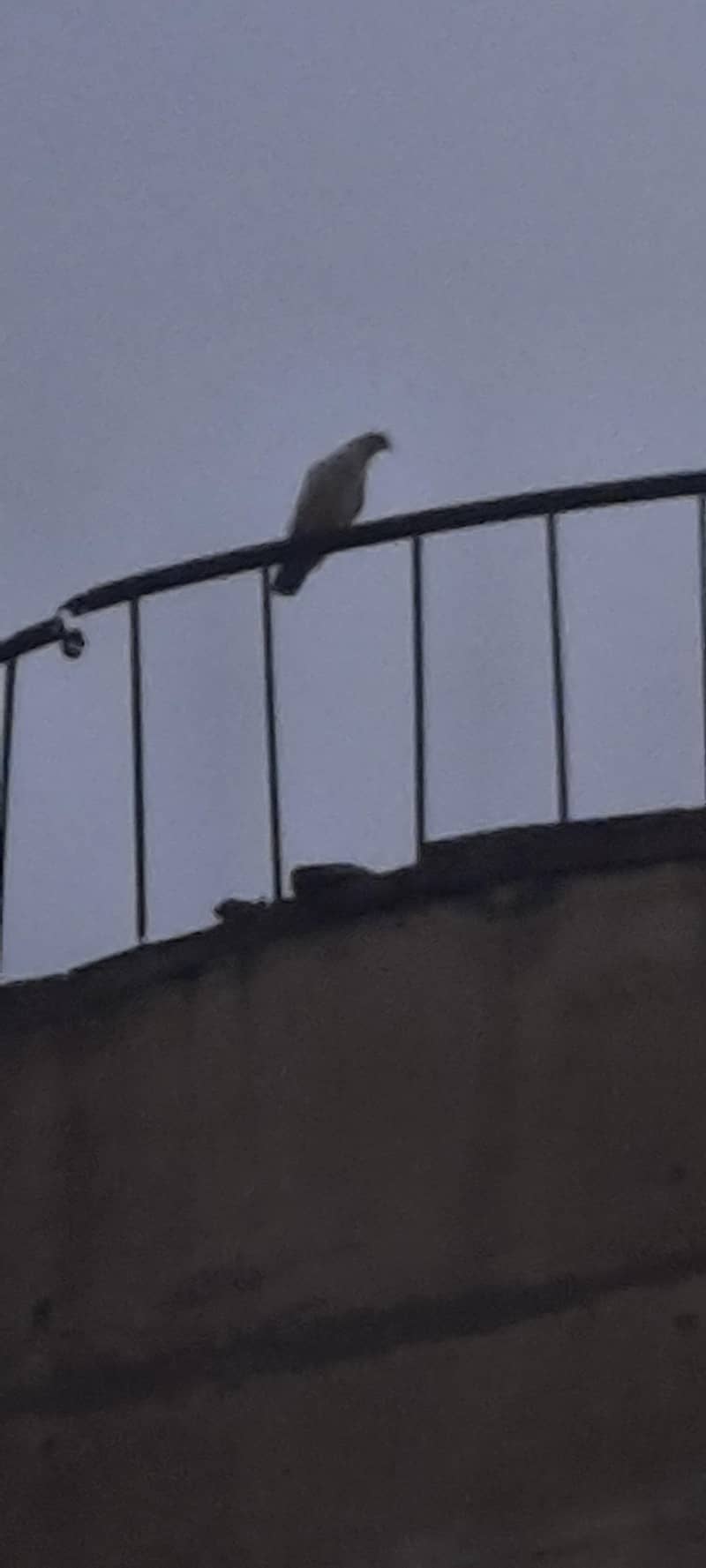 pigeon 8