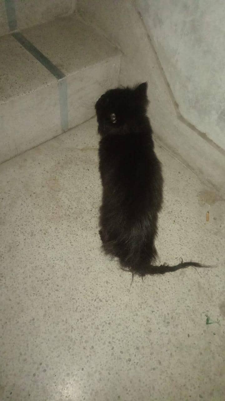 Black Cat 1