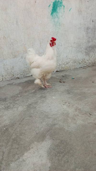 Buff 3 male 1 female