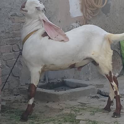 khassi donda baqra